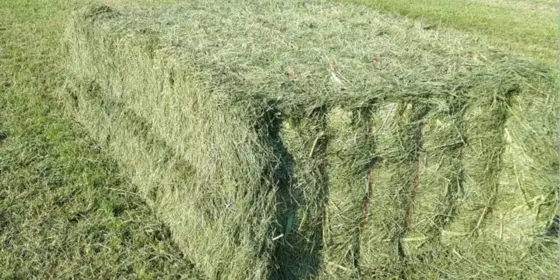 Heu in Quaderballen auch für Milchkühe ansehen